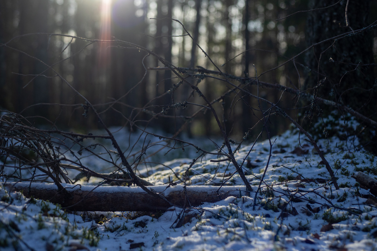 Sunlight filtering through a snow-covered forest representing Baneberry, Tennessee