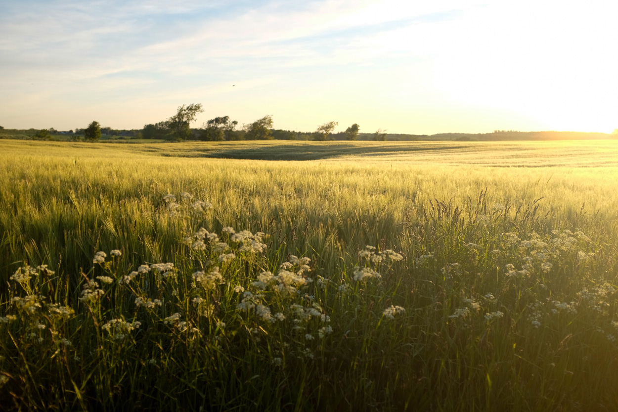 Sunlit meadow filled with grasses and wildflowers near Blaine, Tennessee