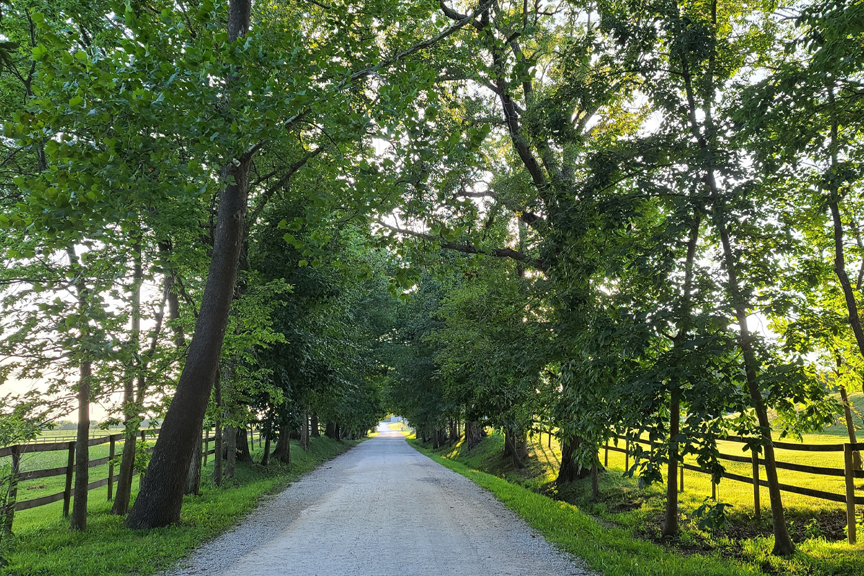 Tree-lined gravel road passing through rural fields in Bowman, Tennessee