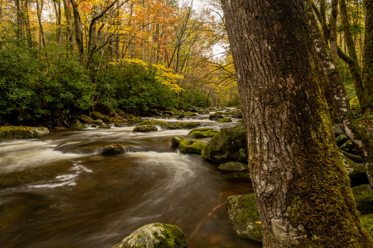 Woodland creek flowing around moss-covered rocks near Boyds Creek, Tennessee