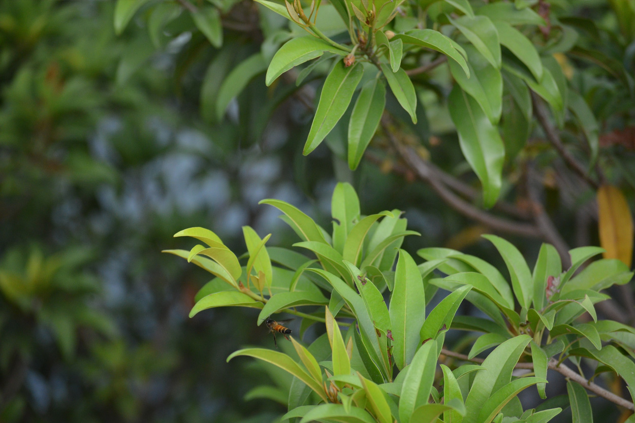 Green leaves growing in the rural community of Bybee, Tennessee