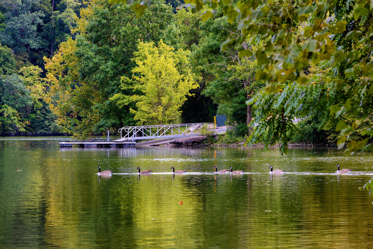 Tree-lined lake with a wooden dock and waterfowl near Church Hill, Tennessee
