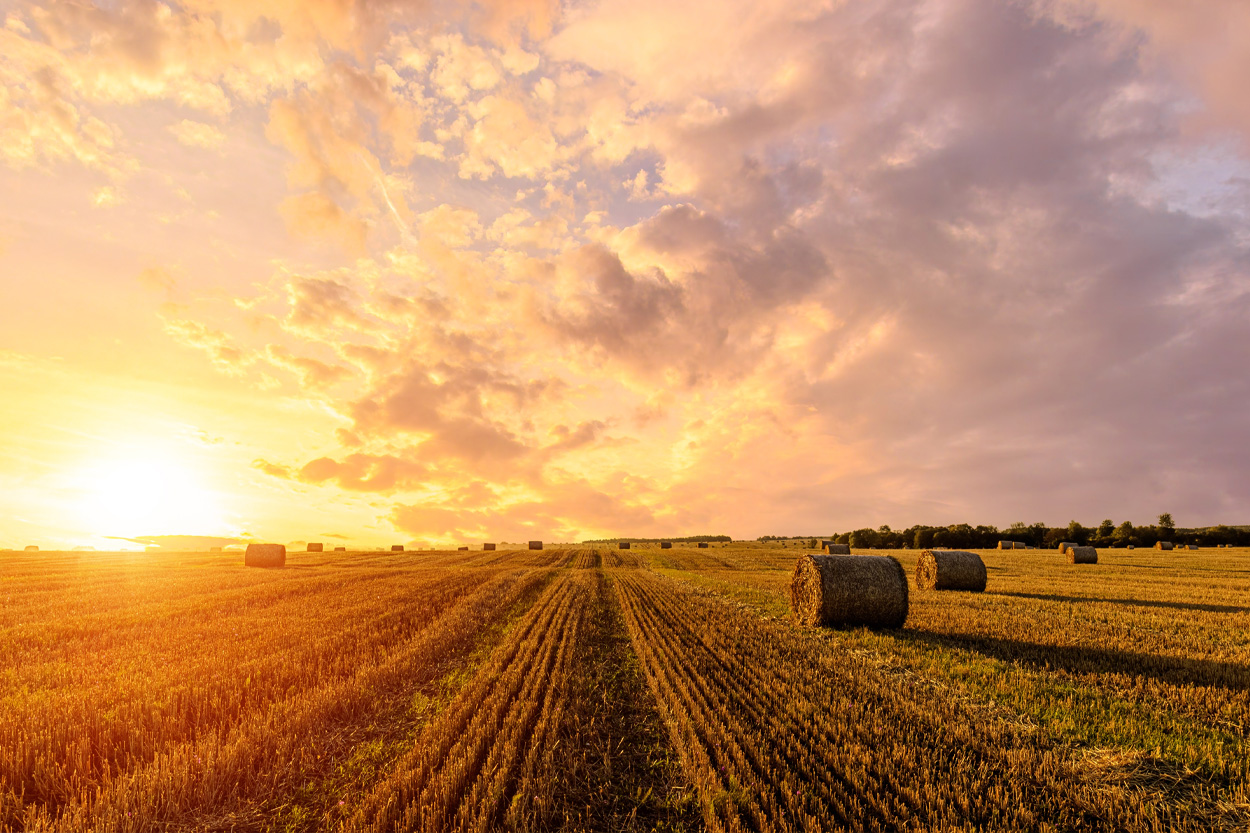 Hay bales in a harvested field at sunset near Coalfield, Tennessee