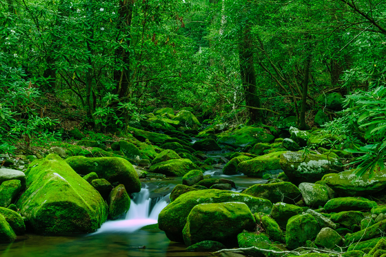 Moss-covered rocks and a mountain stream near Cosby in Cocke County, Tennessee