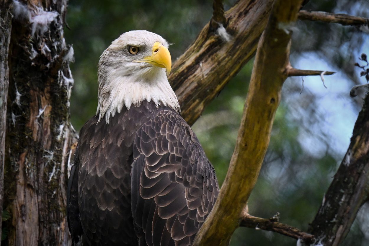 Bald eagle perched in a tree representing the Eagleton community in Blount County, Tennessee
