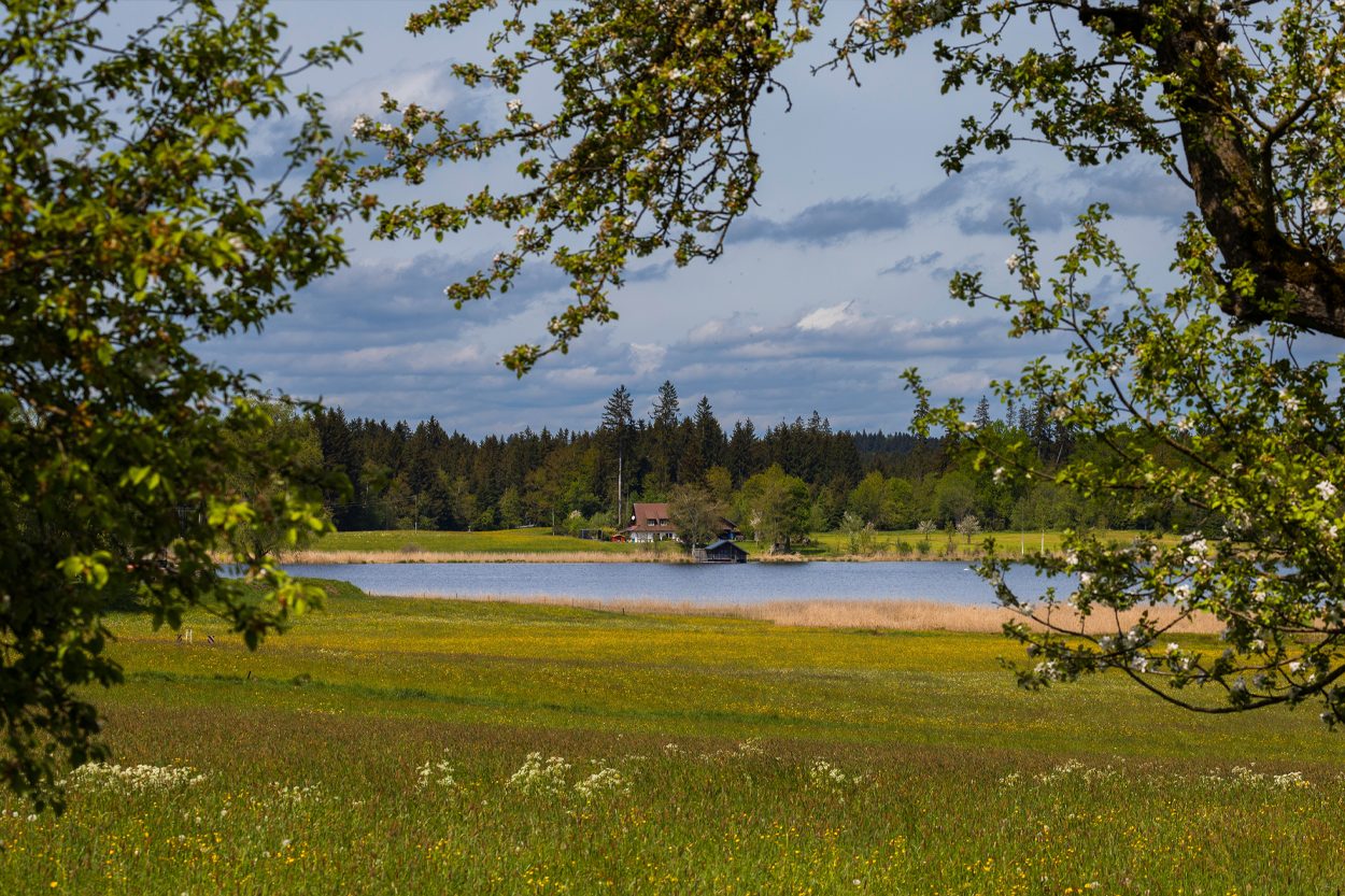 Open meadow and peaceful pond framed by trees near Fraterville, Tennessee
