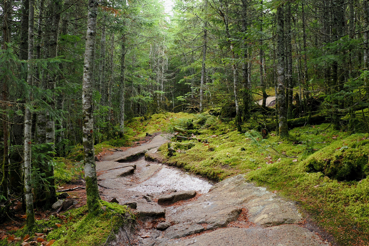 Rocky forest trail near Frozen Head State Park in Morgan County, Tennessee