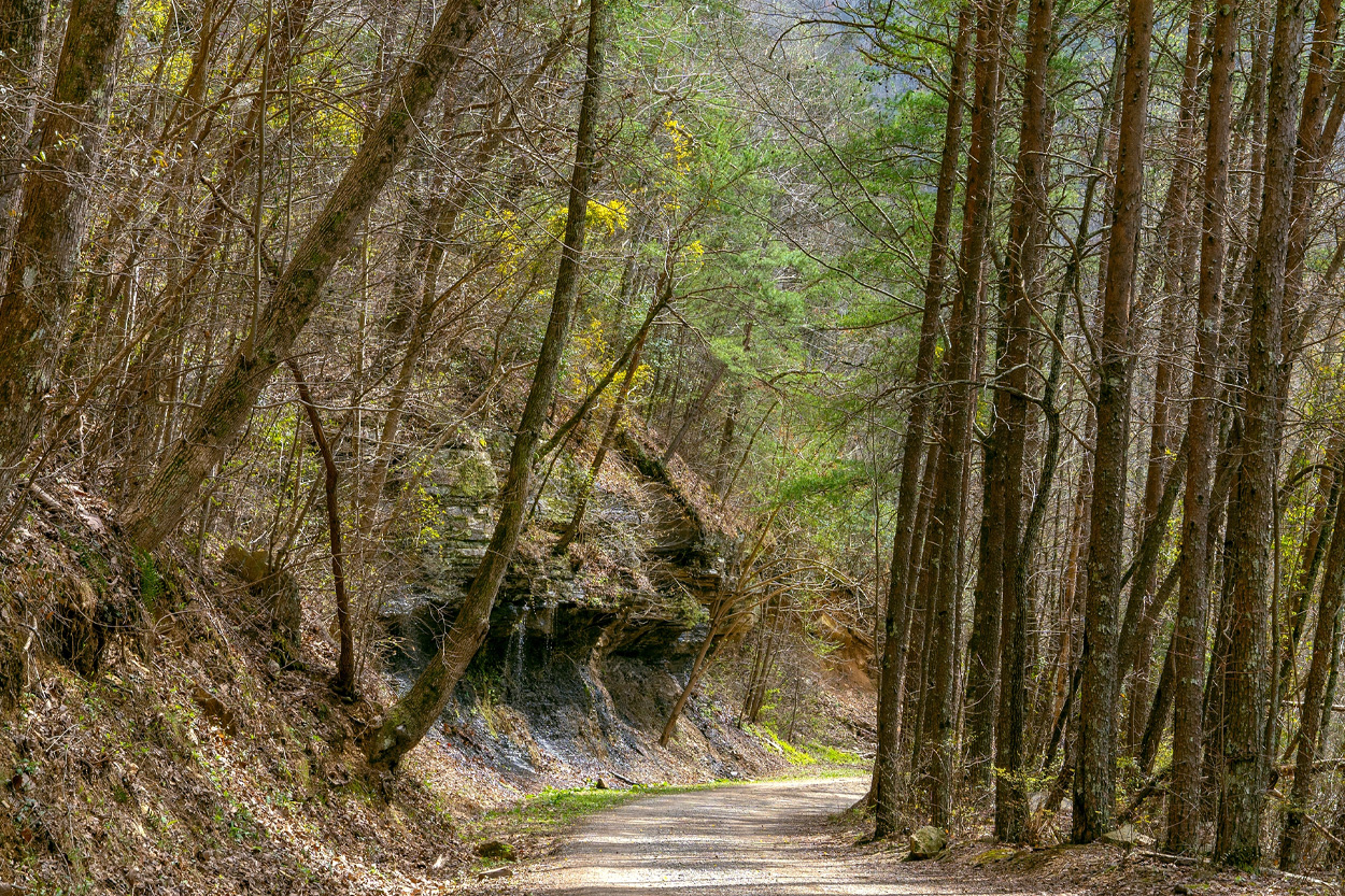 Winding wooded road through the Gray community of Washington County, Tennessee