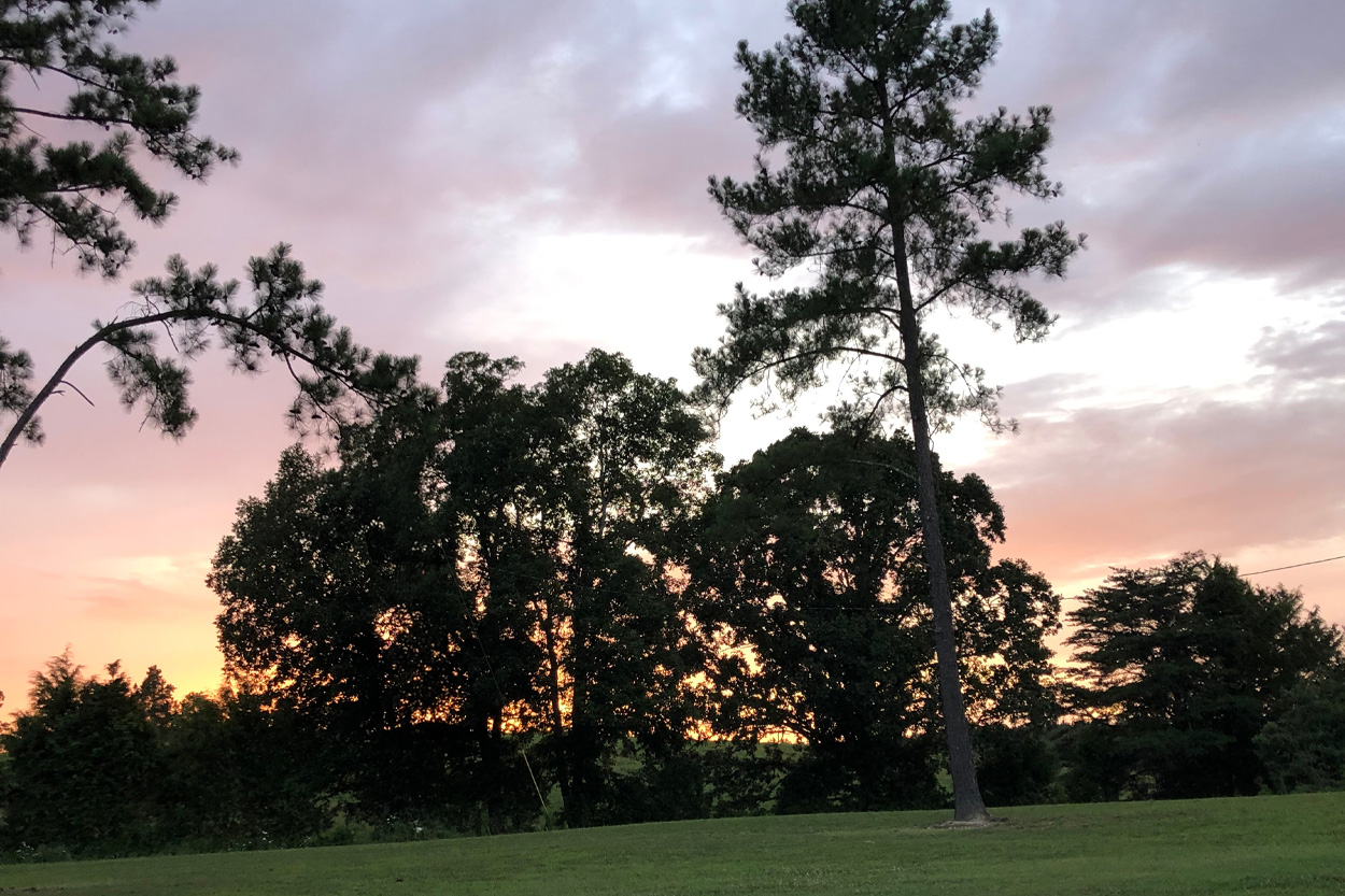 Tall trees silhouetted against an evening sky near Graysville, Tennessee