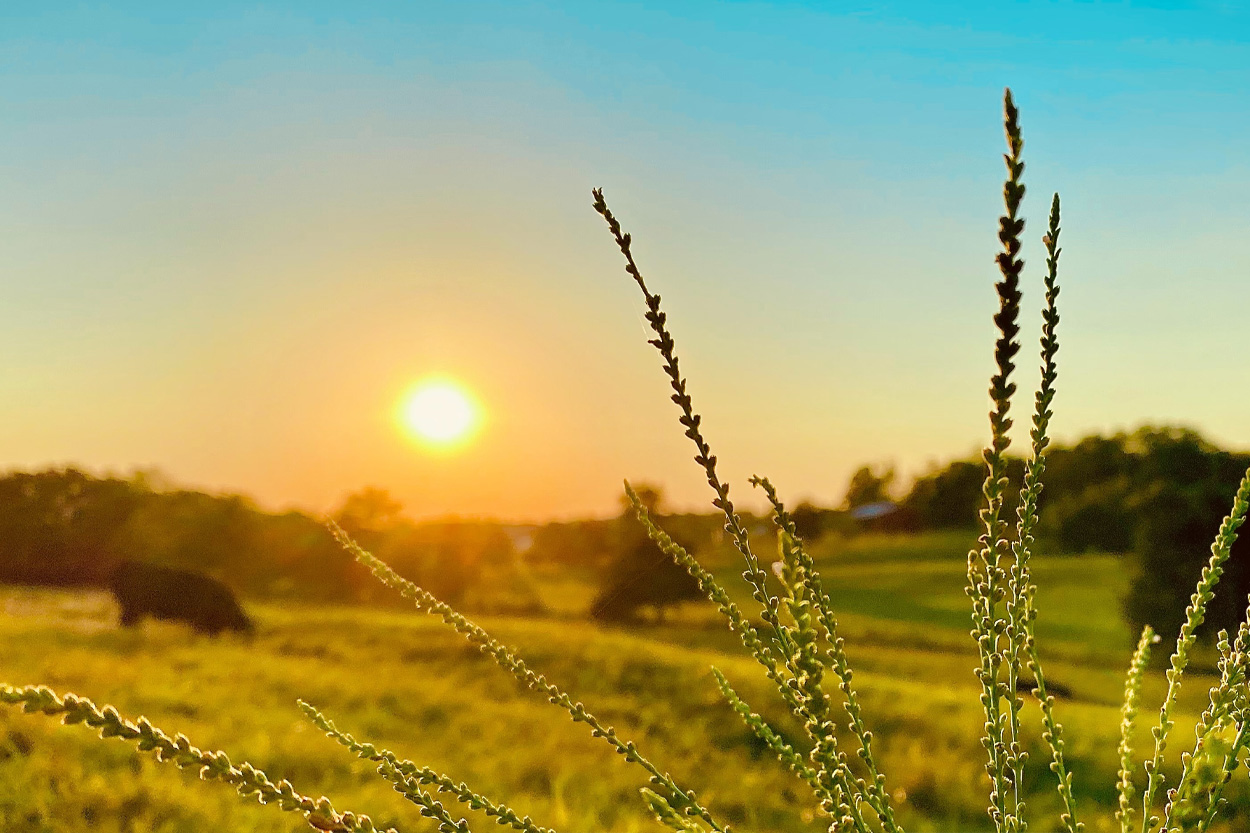 Wild grasses silhouetted against a sunset near Grimsley in Fentress County, Tennessee