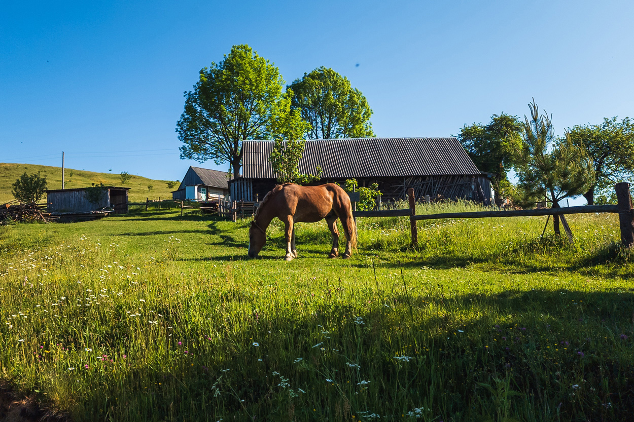 Horse grazing beside farm buildings in the Halls Crossroads community, Tennessee