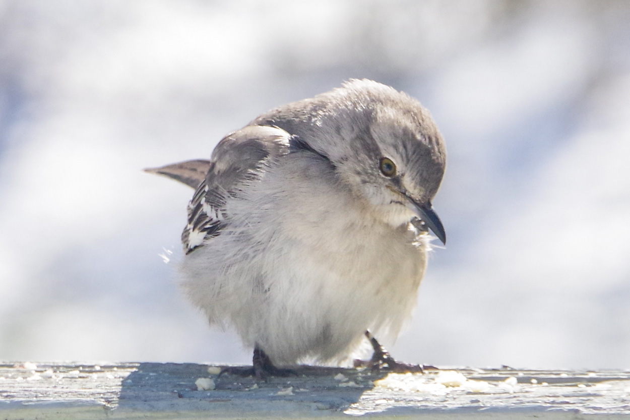 Northern mockingbird perched on a snowy surface representing Hardin Valley, Tennessee