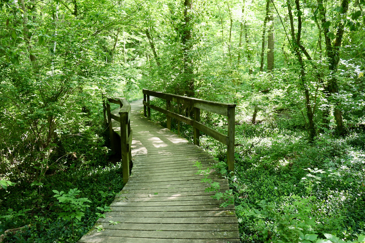 Wooden footbridge winding through a green forest near Joyner, Tennessee