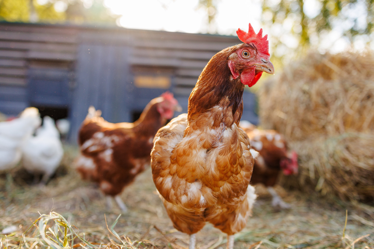 Free-range chicken standing on a farm representing Karns in Knox County, Tennessee