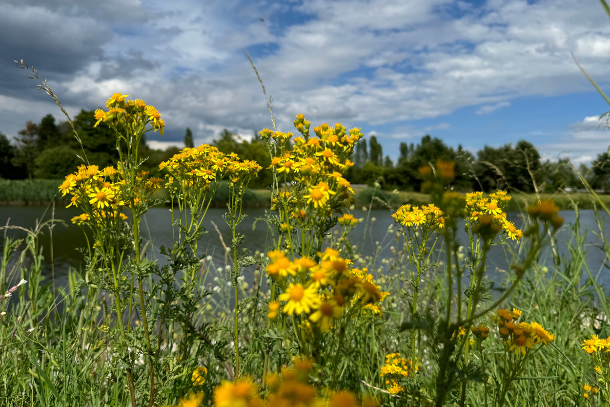 Yellow wildflowers growing beside a lake in Lake Tansi, Tennessee
