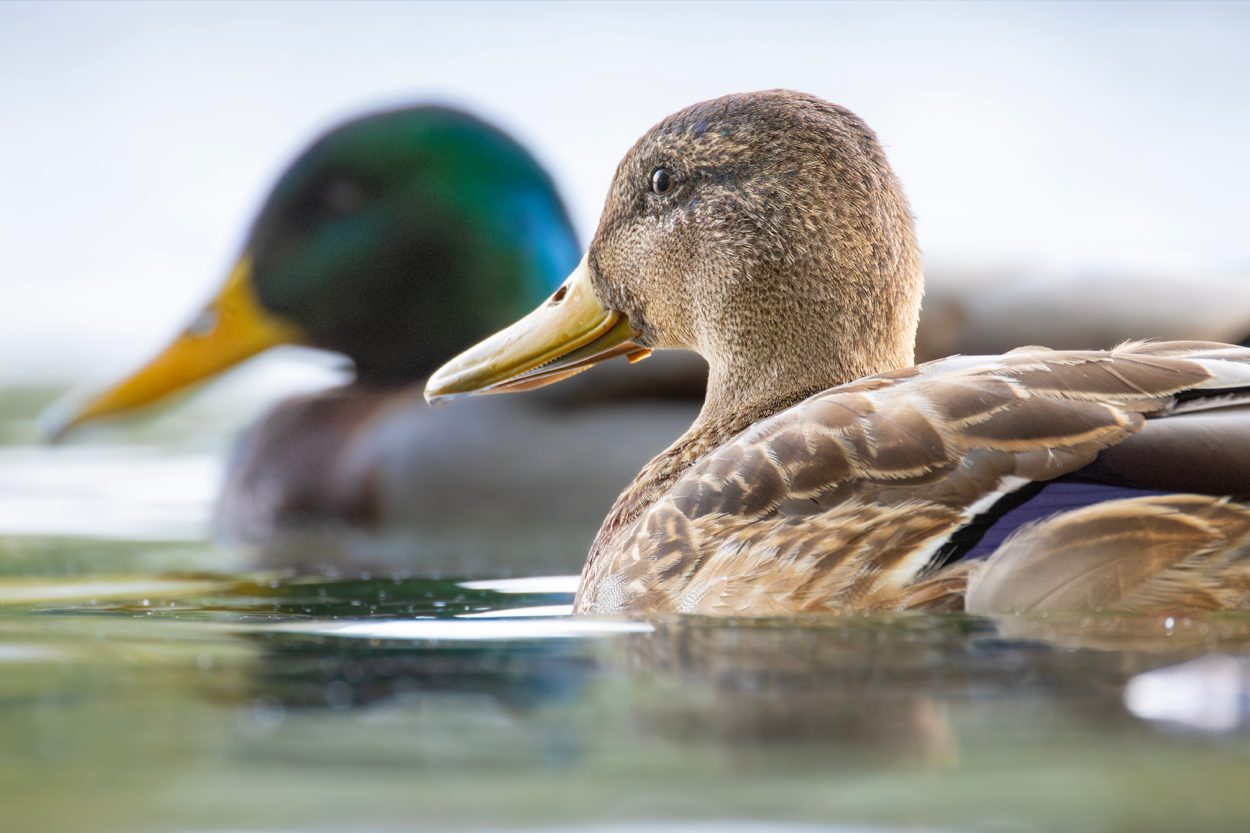 Mallard ducks swimming on calm water near Louisville, Tennessee