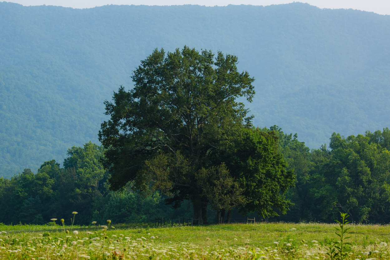 Large tree in a green field beneath Appalachian mountain ridges near Lowland, Tennessee
