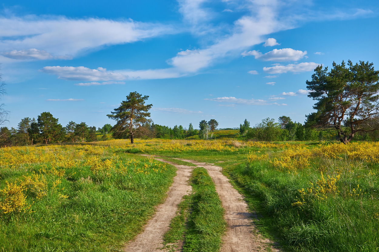 Country road passing through a green meadow beneath a blue sky near Luttrell, Tennessee