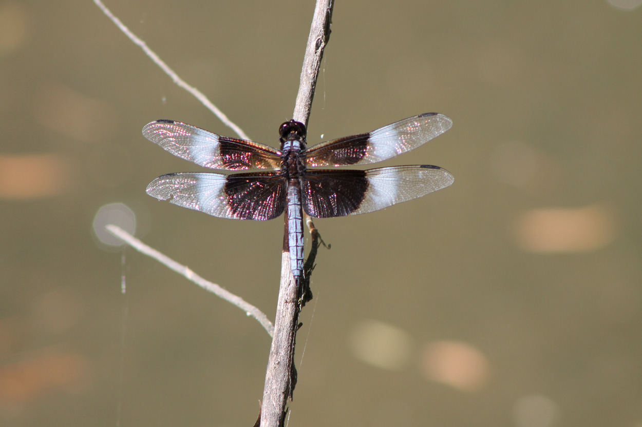 Dragonfly perched on a slender branch representing Maynardville in Union County, Tennessee