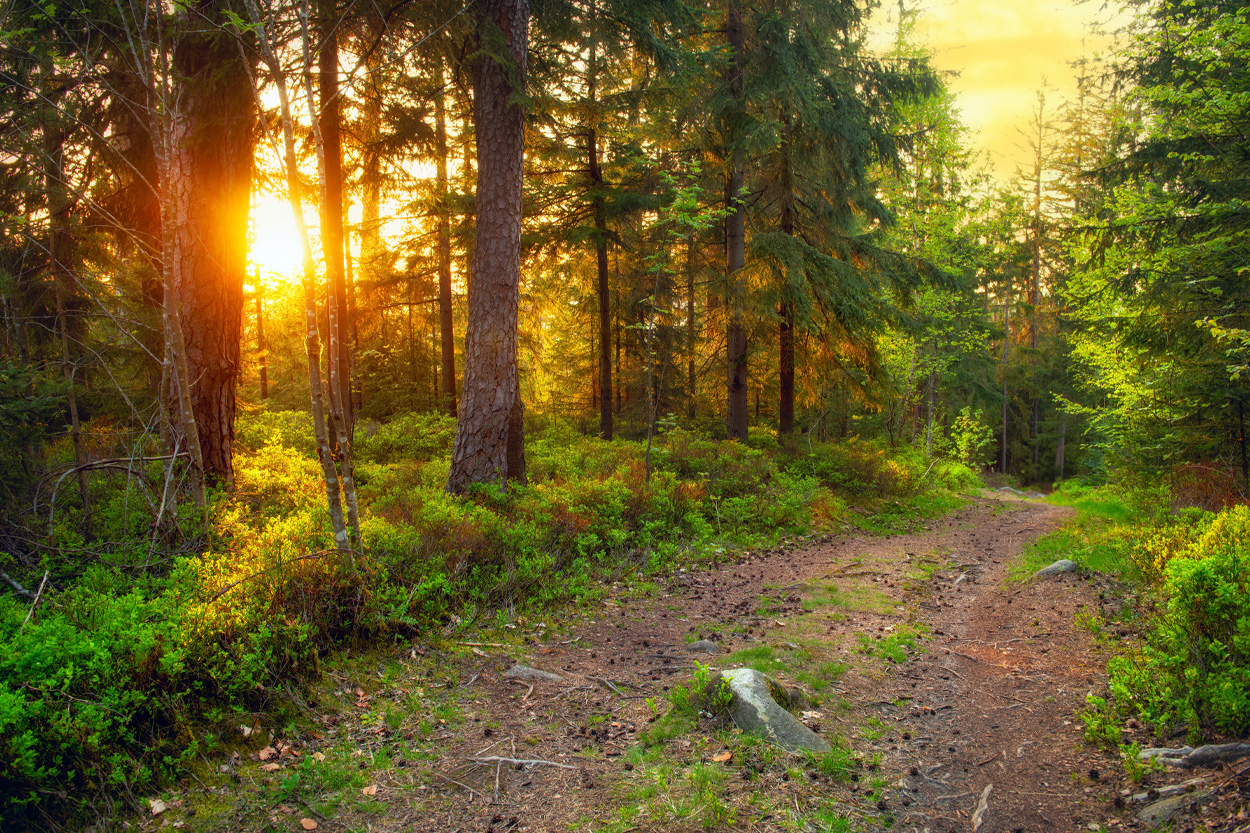 Sunlight filtering through a wooded trail near New Tazewell, Tennessee