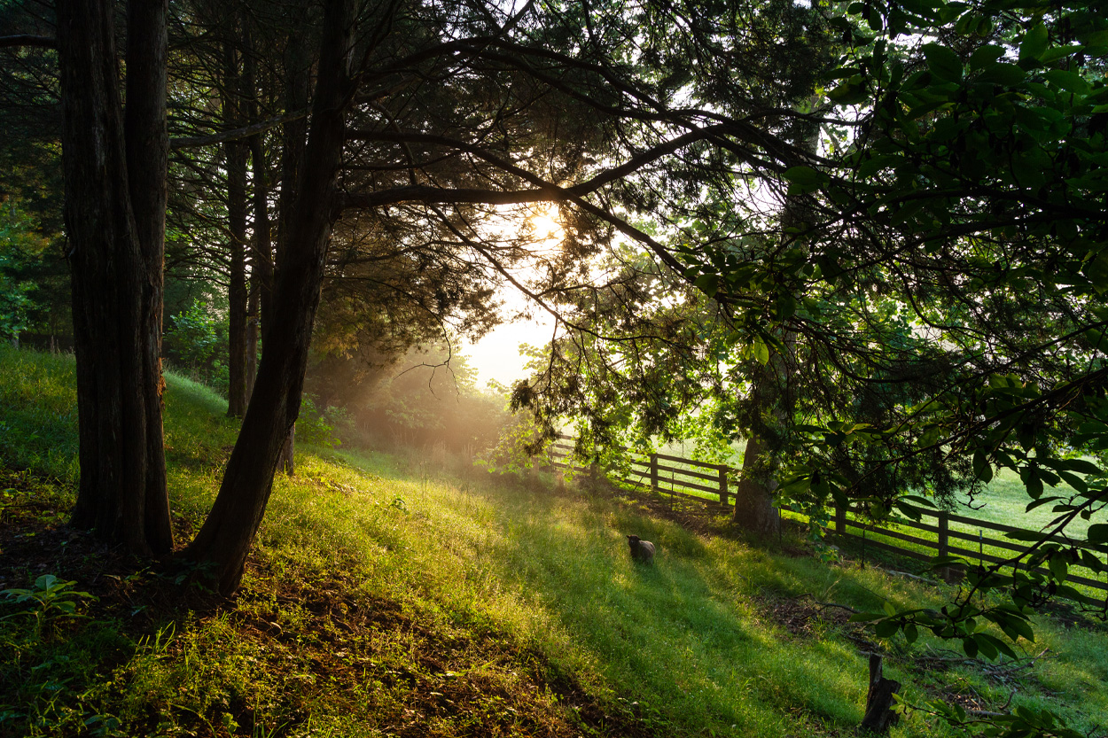 Morning sunlight filtering through trees beside a fenced field in North Knoxville, Tennessee