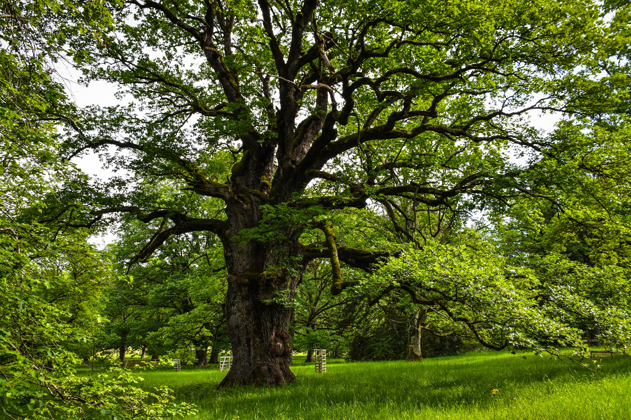 Large mature oak tree in a green field representing Oak Grove, Tennessee