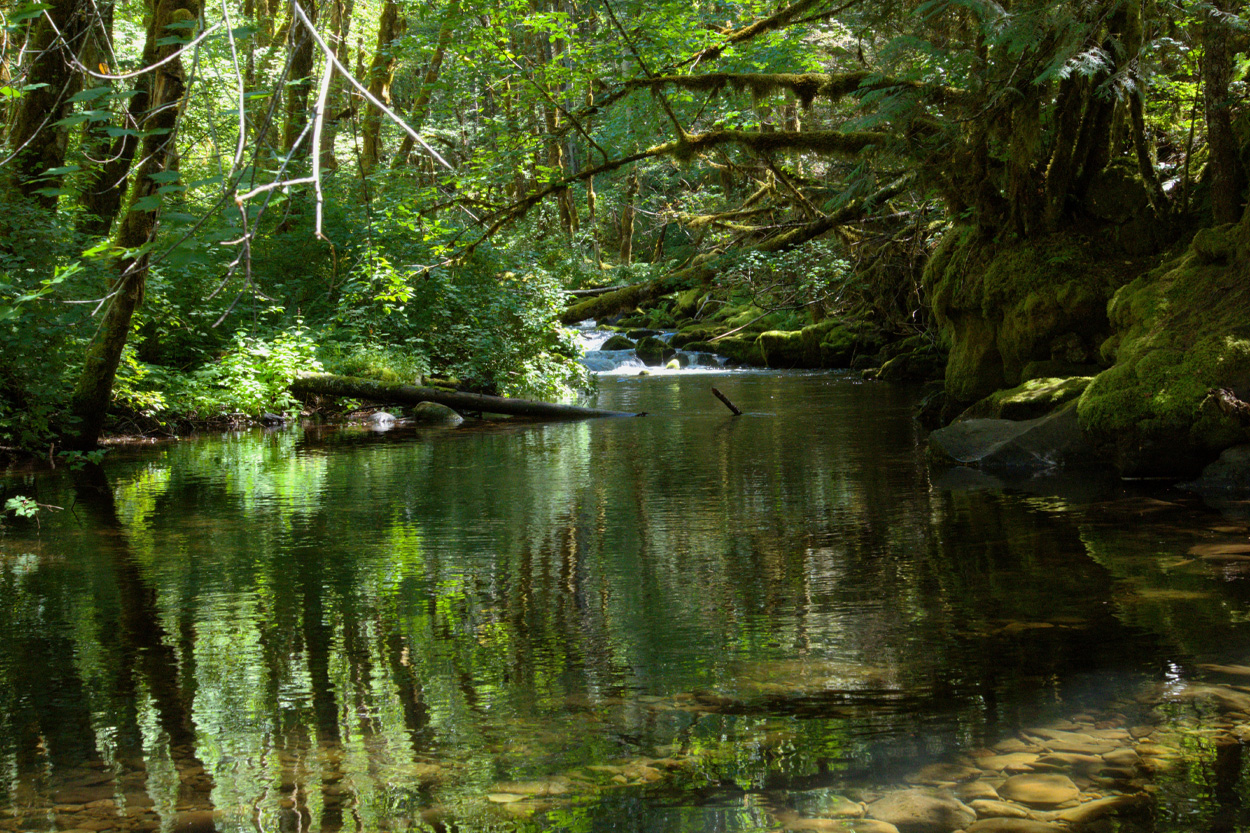 Calm woodland creek surrounded by dense green trees near Oakdale, Tennessee