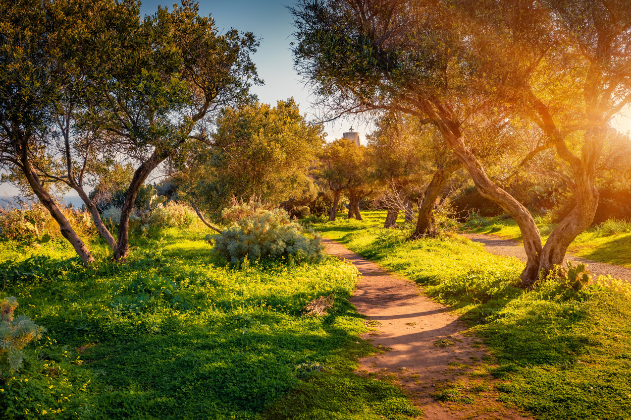 Sunlit woodland path representing the natural surroundings of Oliver Springs, Tennessee