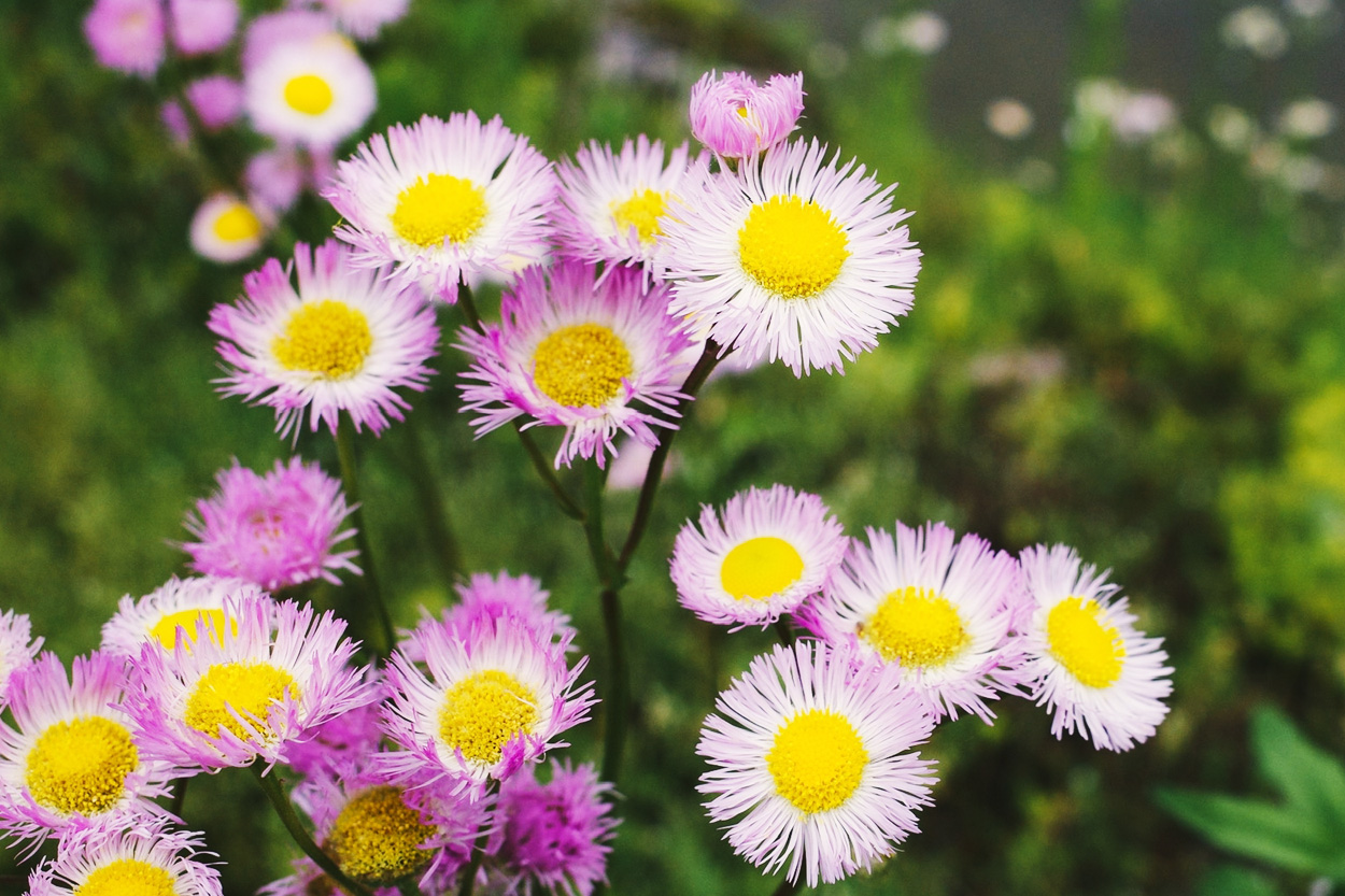 Pink and white wildflowers representing Philadelphia in Loudon County, Tennessee