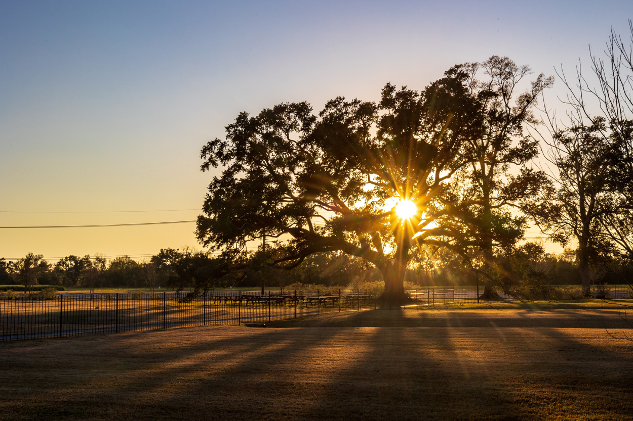 Large oak tree silhouetted by the setting sun near Postoak in Roane County, Tennessee