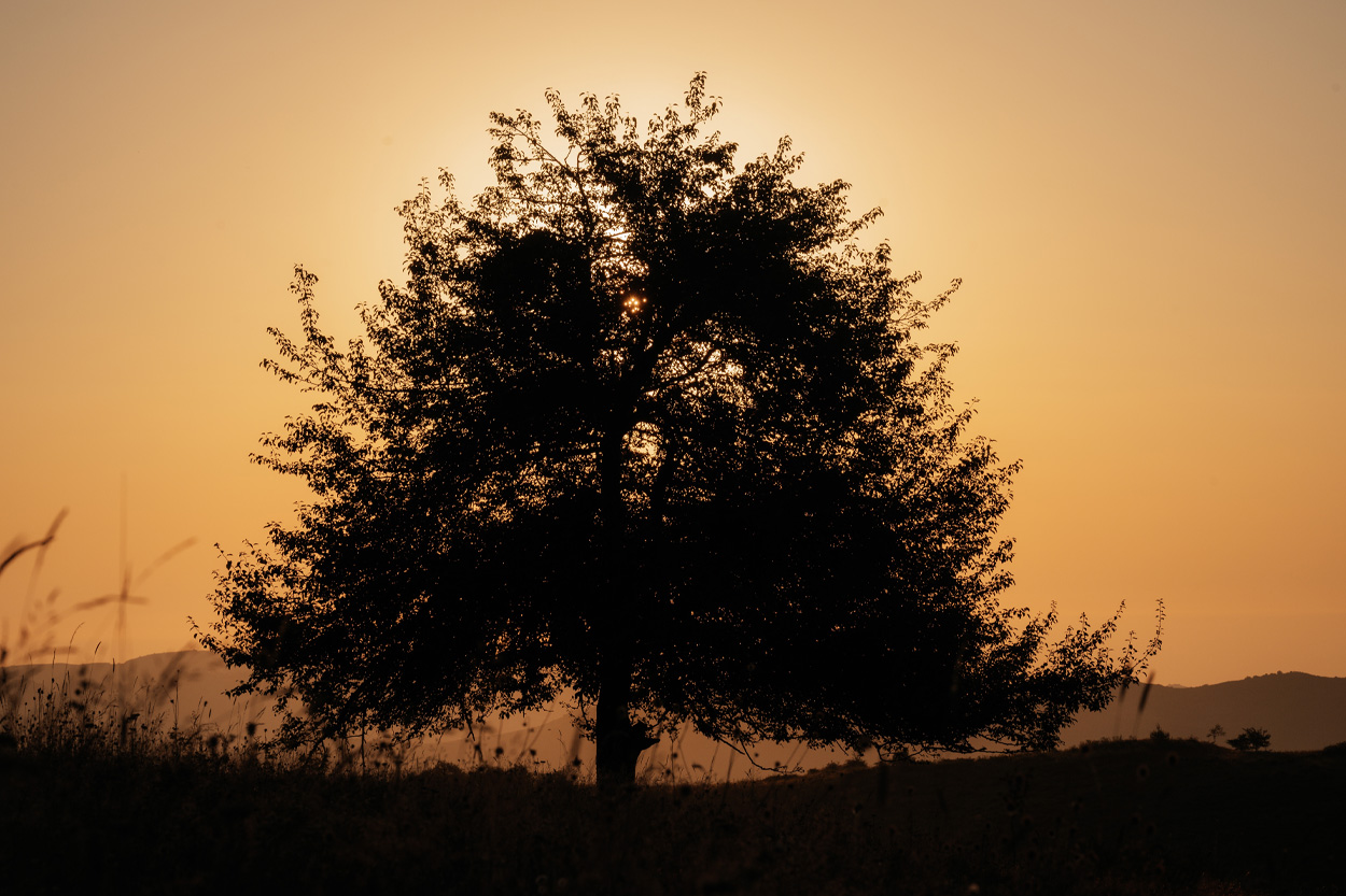 Large tree silhouetted against a mountain sunset at Renegade Mountain, Tennessee