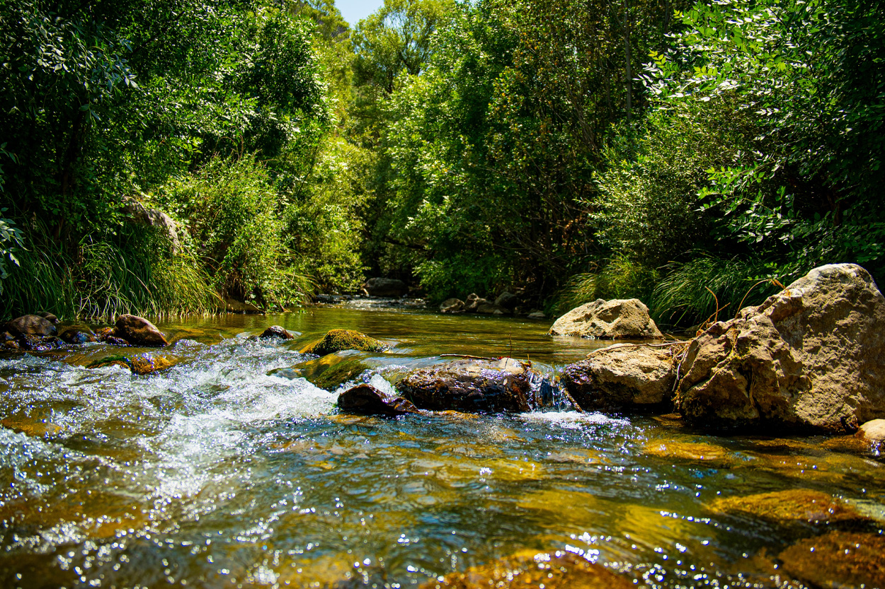 Clear rocky stream flowing through a green forest near Sale Creek, Tennessee
