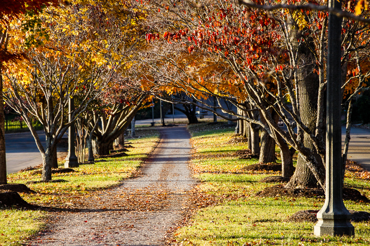 Tree-lined boulevard with colorful autumn foliage in Sequoyah Hills, Knoxville, Tennessee