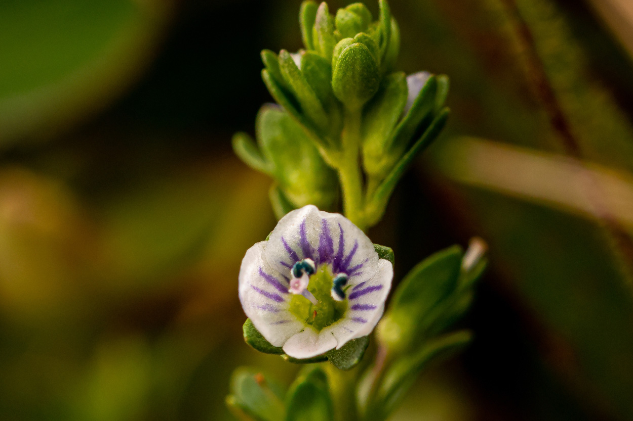 Close-up of a small purple and white wildflower representing Speedwell, Tennessee