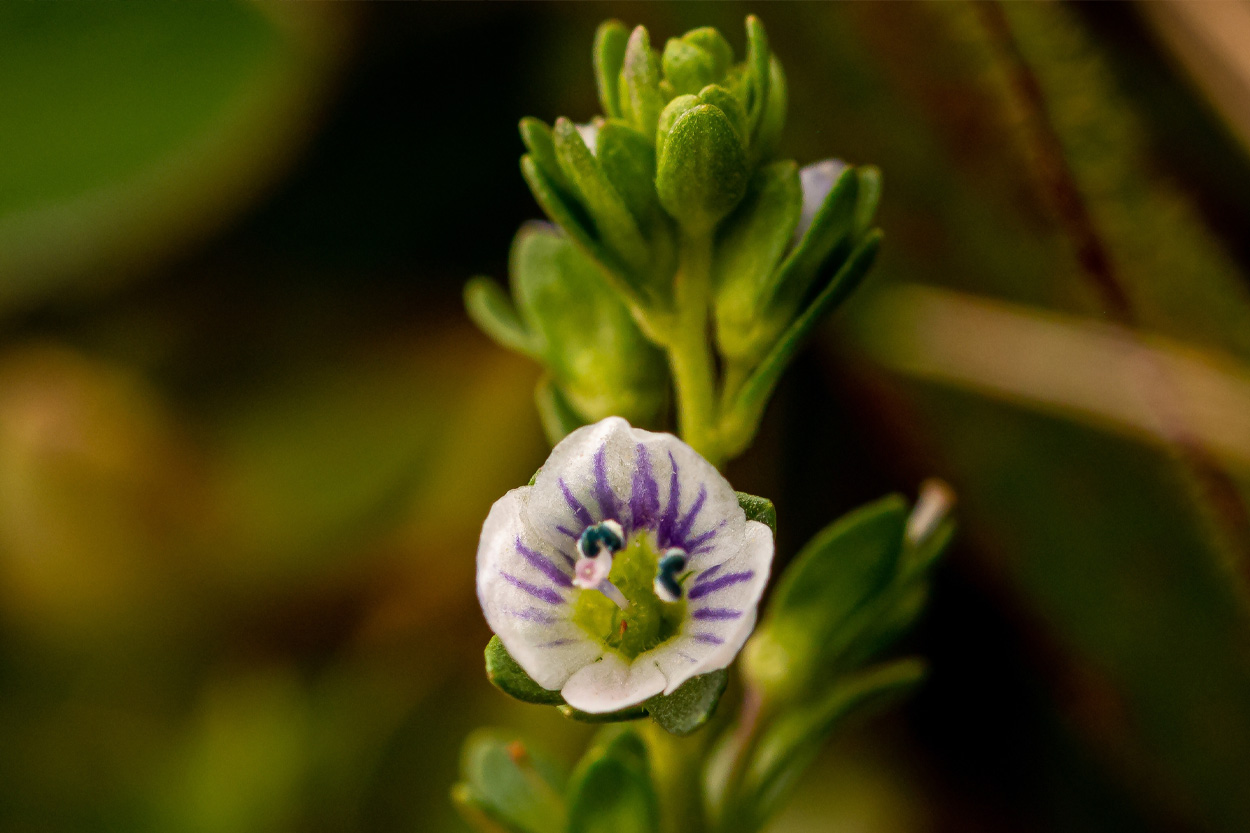 Purple and white wildflower representing the natural surroundings of Speedwell, Tennessee