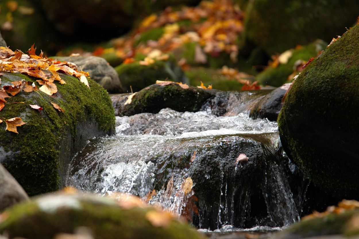 Clear woodland stream flowing between moss-covered rocks near Spring City, Tennessee