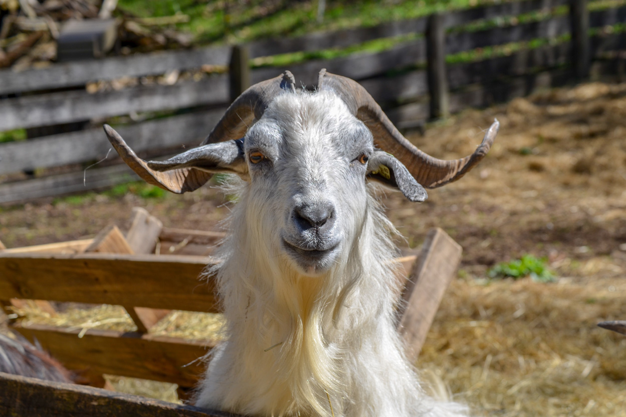 Farm goat standing beside a wooden fence representing Tazewell, Tennessee
