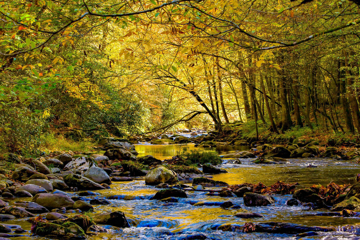 Rocky creek flowing beneath colorful autumn trees near Waldens Creek, Tennessee
