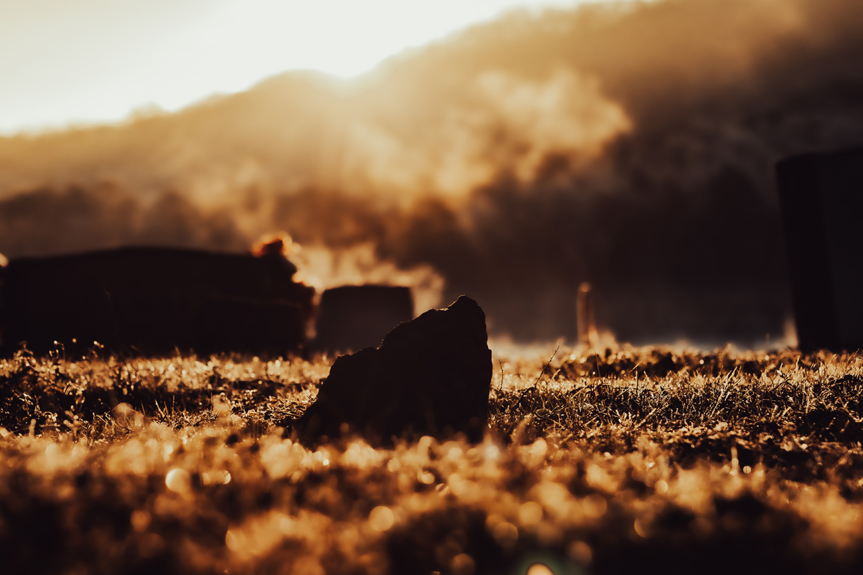 Cattle resting in a misty pasture at sunrise near Washburn, Tennessee