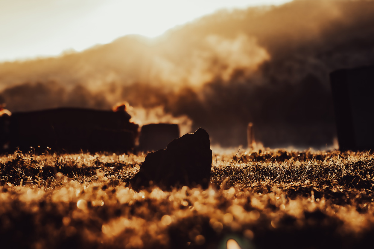 Cattle resting in a misty pasture at sunrise near Washburn, Tennessee