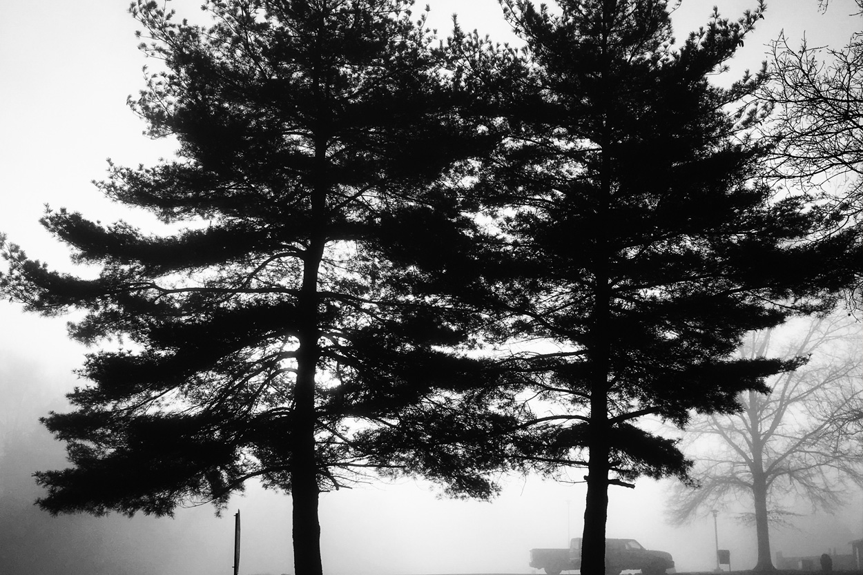 Pine trees silhouetted against winter fog representing White Pine, Tennessee