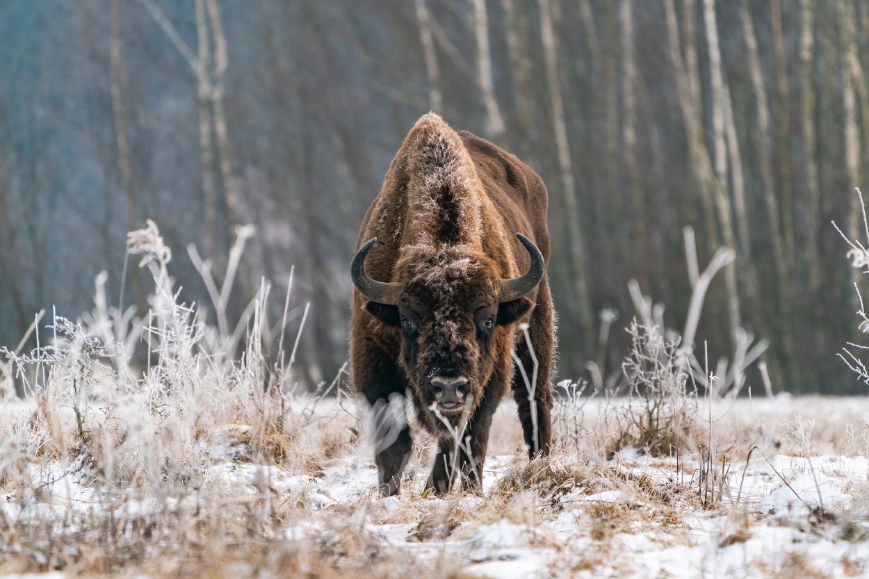 American bison standing in a snowy field representing Buffalo in Grainger County, Tennessee