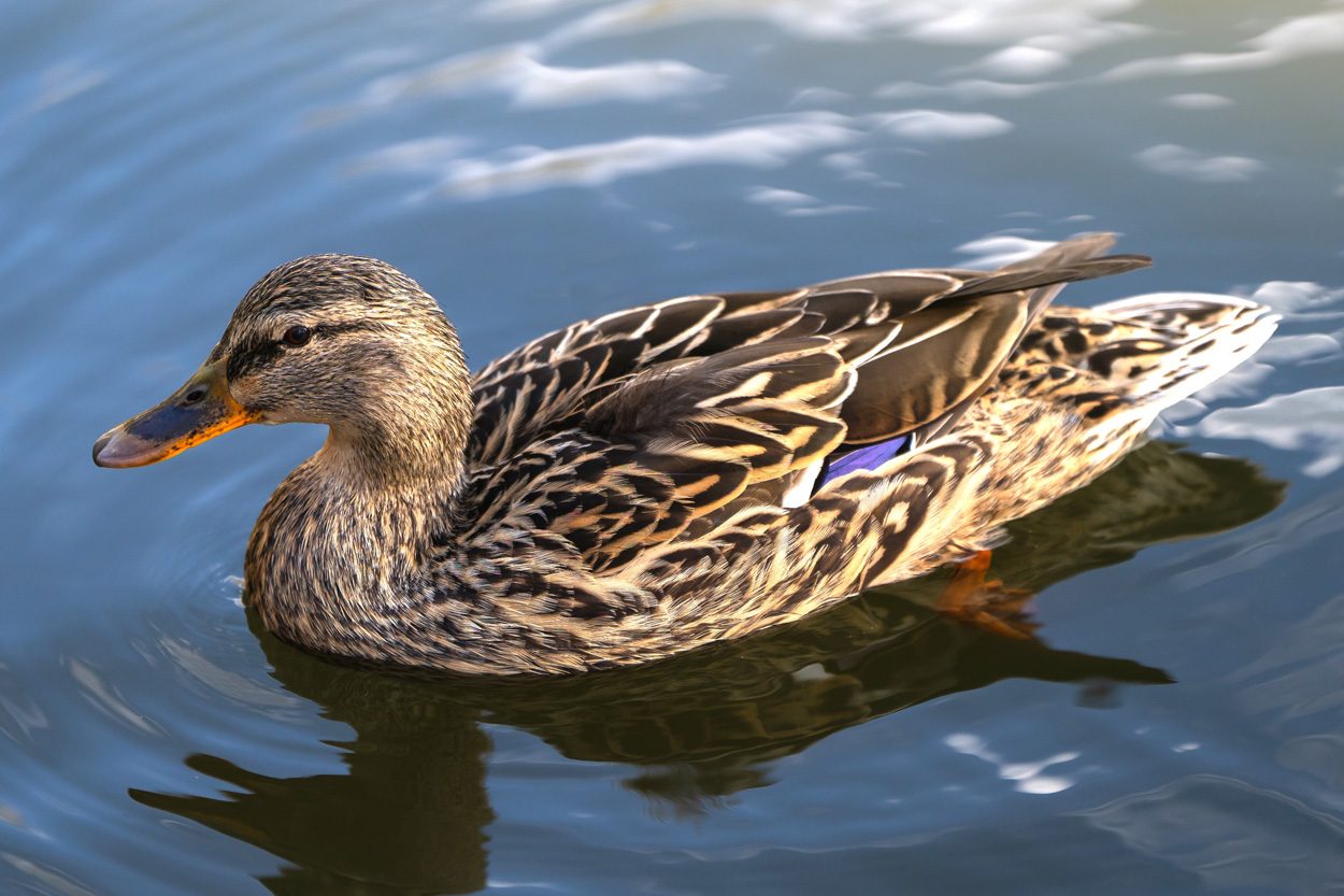 Mallard duck swimming on calm water representing Ducktown in Polk County, Tennessee