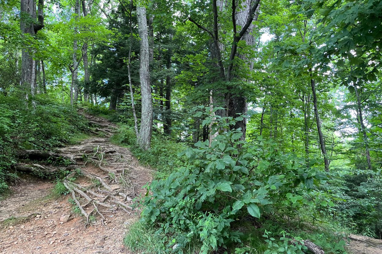 Wooded trail through the Girdler area of Fentress County, Tennessee