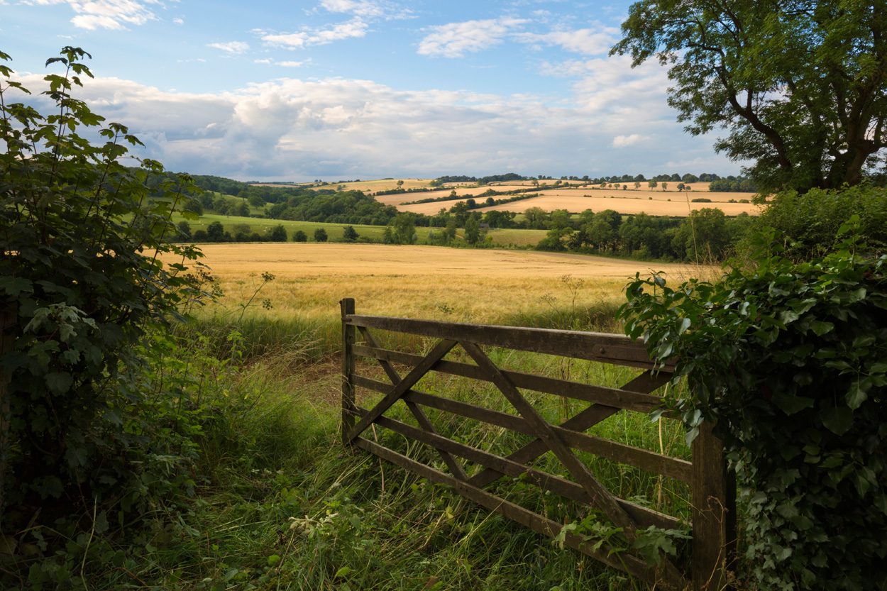 Horse grazing beside a wooden gate and rolling farmland near Lea Springs, Tennessee