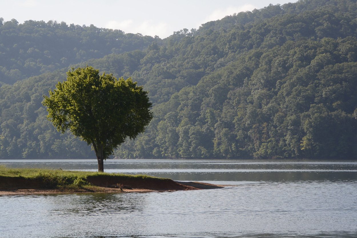 Lone tree beside Cherokee Lake with forested hills near Mooresburg, Tennessee