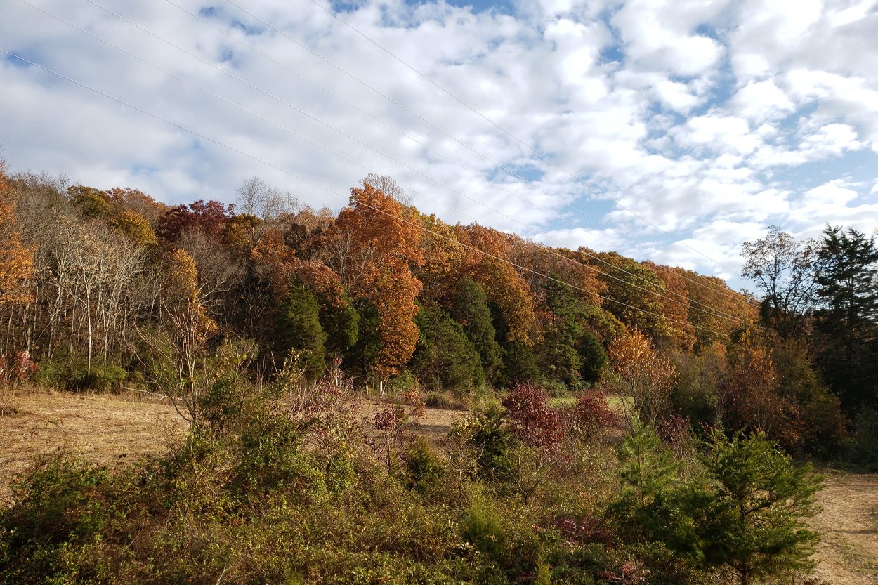 Forested hills covered in autumn foliage near Niota in McMinn County, Tennessee