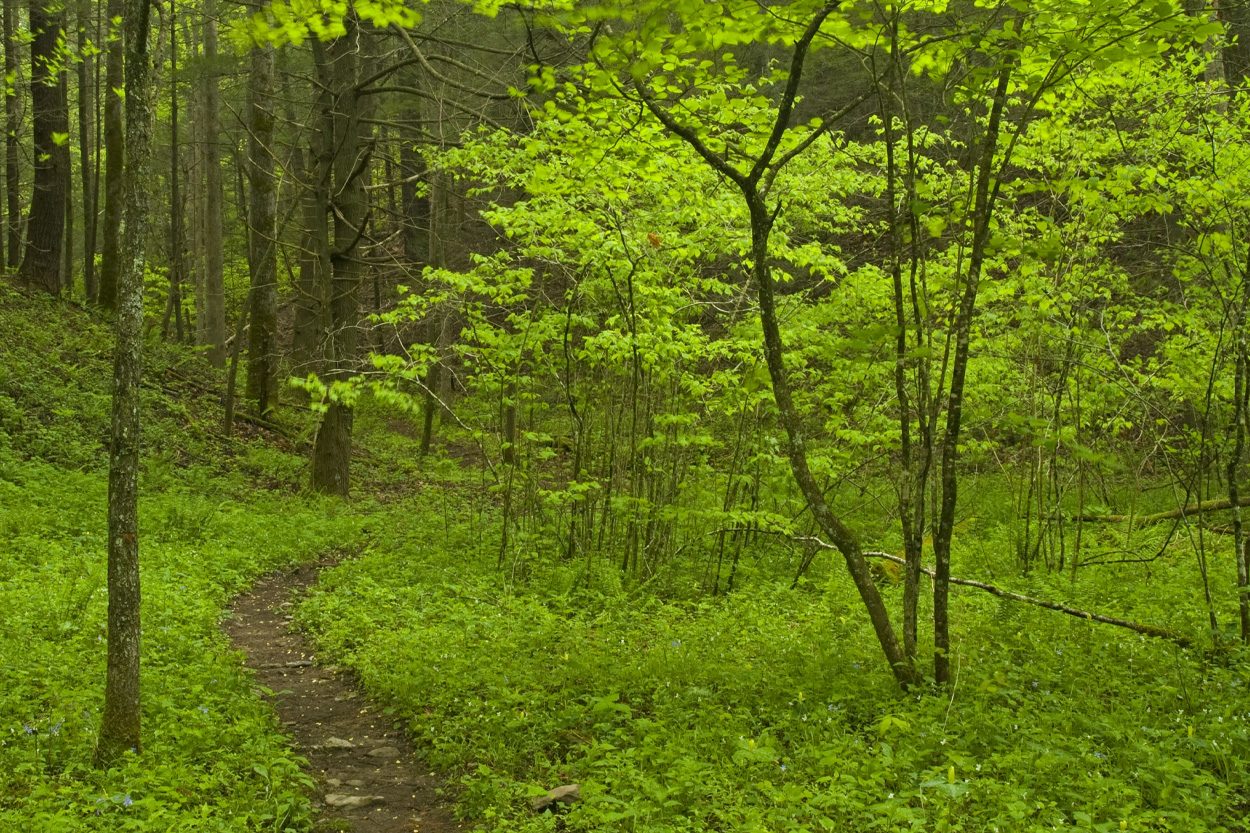 Scenic view of White Oak, Tennessee
