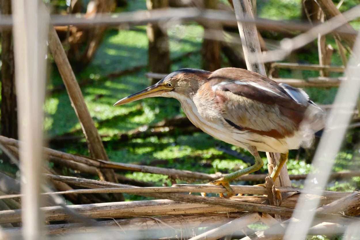 Waterbird near a wooded wetland representing the Yorkville community in Fentress County, Tennessee